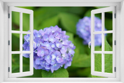 Fototapeta Naklejka Na Ścianę Okno 3D - blue hydrangea flowers
