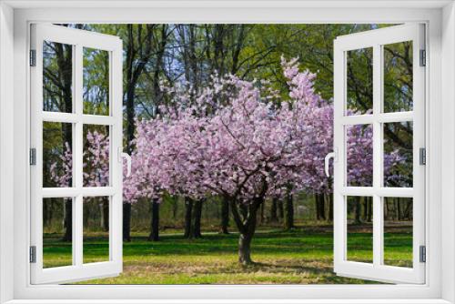Fototapeta Naklejka Na Ścianę Okno 3D - nice amazing spring time cherry blossom tree background, spring time sunny gorgeous day in garden