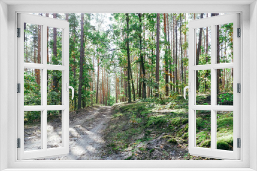 Fototapeta Naklejka Na Ścianę Okno 3D - Landscape. Dirt road in a pine forest on a bright sunny day. Green moss and light from the sun making its way through the tree crowns.