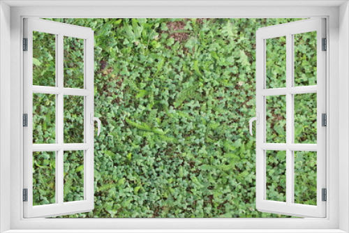 Fototapeta Naklejka Na Ścianę Okno 3D - motif herbe verte