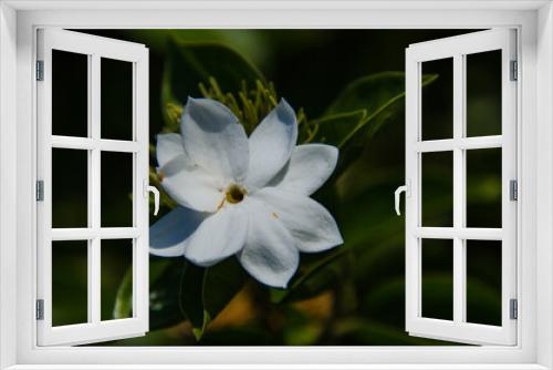 Fototapeta Naklejka Na Ścianę Okno 3D - white flower