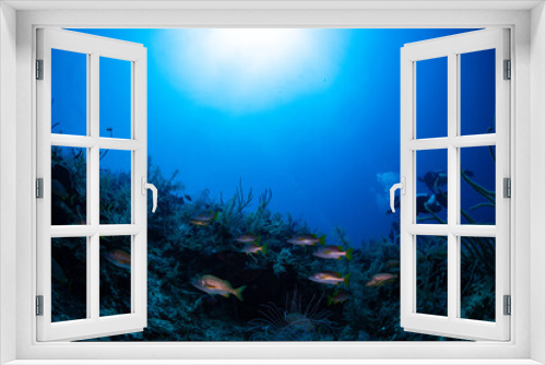 Fototapeta Naklejka Na Ścianę Okno 3D - coral reef and diver