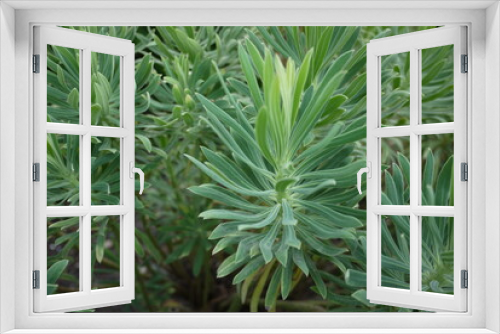 Fototapeta Naklejka Na Ścianę Okno 3D - Cypress Spurge is an erect, branching, rhizomatous plant which can rapidly spread to form a bushy ground cover.