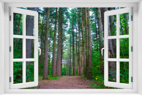 Fototapeta Naklejka Na Ścianę Okno 3D - Tall Pine Trees In An Illinois Forest