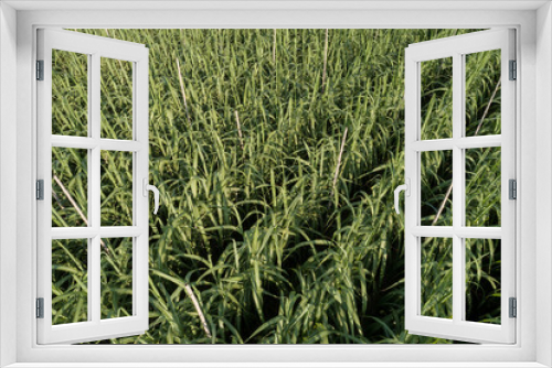 Fototapeta Naklejka Na Ścianę Okno 3D - Aerial view of sugarcane plants growing at field