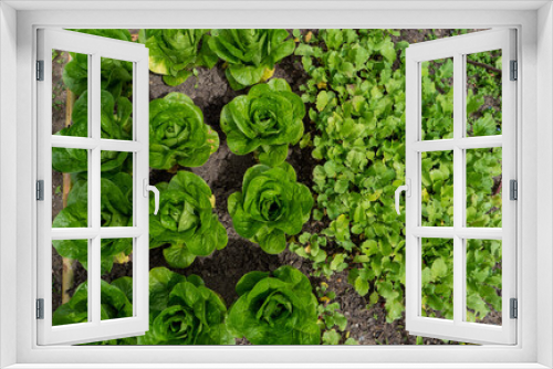 Fototapeta Naklejka Na Ścianę Okno 3D - lettuce salads in the garden