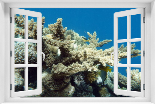 Fototapeta Naklejka Na Ścianę Okno 3D - Coral gardens in the Red Sea.