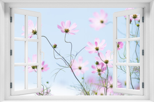 Fototapeta Naklejka Na Ścianę Okno 3D - 秋の青空と淡いピンク色のコスモス