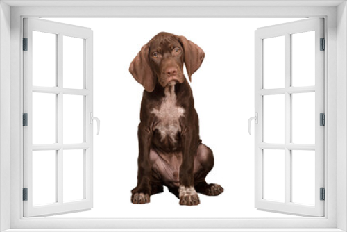 Fototapeta Naklejka Na Ścianę Okno 3D - perro braco joven cachorro  ideal para foto de producto