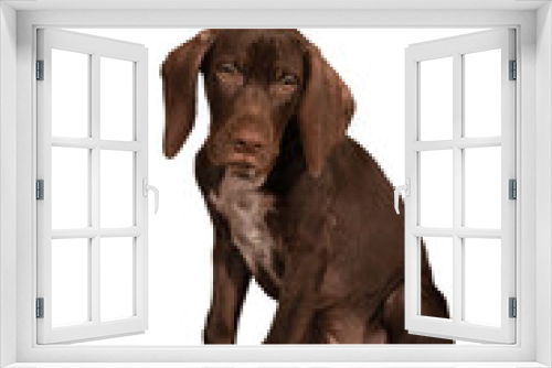 Fototapeta Naklejka Na Ścianę Okno 3D - perro braco joven cachorro  ideal para foto de producto