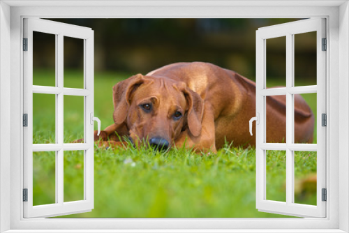 Fototapeta Naklejka Na Ścianę Okno 3D - Beautiful dog rhodesian ridgeback puppy
