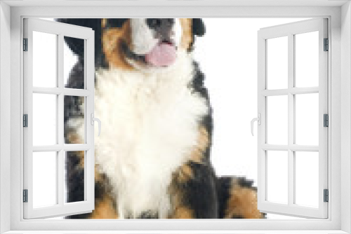 Fototapeta Naklejka Na Ścianę Okno 3D - puppy bernese moutain dog