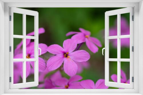 Fototapeta Naklejka Na Ścianę Okno 3D - 満開のピンクのフロックス
