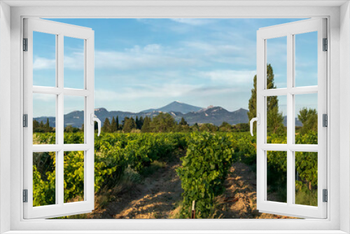 Fototapeta Naklejka Na Ścianę Okno 3D - Grape Vines In Vineyard With Mont Ventoux In Background at golden hour, sunset light in Provence, southern France