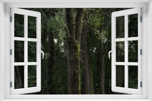 Fototapeta Naklejka Na Ścianę Okno 3D - Baum mit Moos