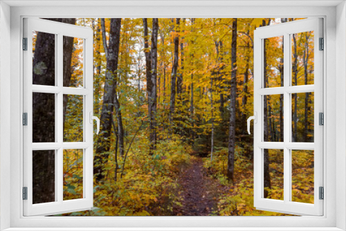 Fototapeta Naklejka Na Ścianę Okno 3D - Colorful autumn trees in Michigan upper peninsula wilderness