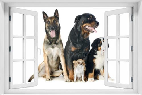 Fototapeta Naklejka Na Ścianę Okno 3D - four dogs