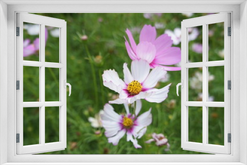 Fototapeta Naklejka Na Ścianę Okno 3D - Wildflowers in bloom