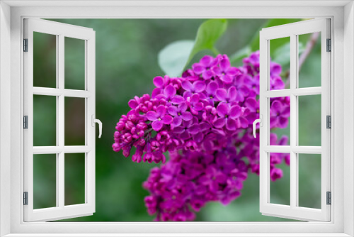 Fototapeta Naklejka Na Ścianę Okno 3D - purple lilac flowers