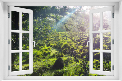 Fototapeta Naklejka Na Ścianę Okno 3D - Jungle in Costa Rica