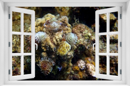 Fototapeta Naklejka Na Ścianę Okno 3D - Underwater photo of a small sea anemones  clinging to coral in a reef environment in the Caribbean ocean