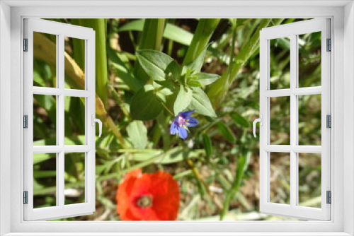 Fototapeta Naklejka Na Ścianę Okno 3D - Floraison