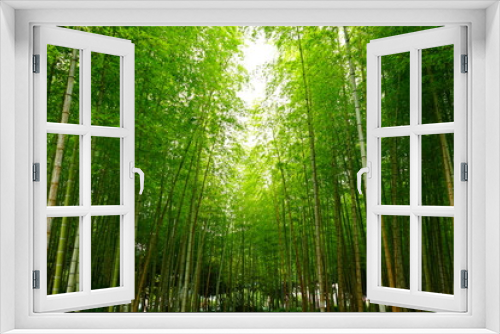 Fototapeta Naklejka Na Ścianę Okno 3D - Green Fresh Bamboo Forest in Oita, Japan - 日本 大分県 別府公園 竹林	