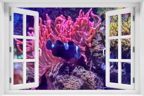 Fototapeta Naklejka Na Ścianę Okno 3D - coral reef with fish