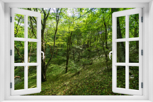 Fototapeta Naklejka Na Ścianę Okno 3D - Rural forest on Gombori Pass