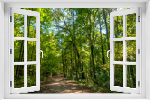 Fototapeta Naklejka Na Ścianę Okno 3D - Evergreen Nature Preserve in Charlotte, North Carolina
