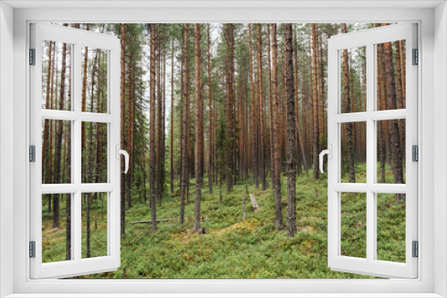 Fototapeta Naklejka Na Ścianę Okno 3D - Beautifull сoniferous forest trees. Nature wood backgrounds