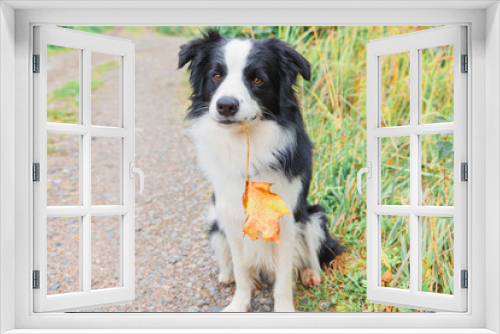 Fototapeta Naklejka Na Ścianę Okno 3D - Funny puppy dog border collie with orange maple fall leaf in mouth sitting on park background outdoor. Dog sniffing autumn leaves on walk. Hello Autumn cold weather concept.