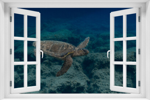 Fototapeta Naklejka Na Ścianę Okno 3D - Loggerhead Turtle in the water at Kefalonia Island (Greece)