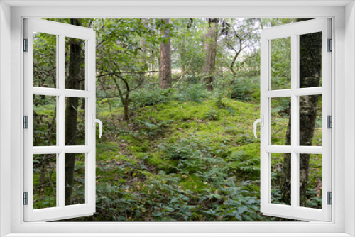 Fototapeta Naklejka Na Ścianę Okno 3D - Nederlands bos, Dutch forrest, green, lane,
