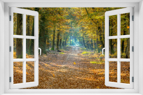 Fototapeta Naklejka Na Ścianę Okno 3D - Walkway in hazy autumn forest