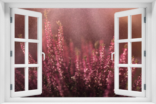 Fototapeta Naklejka Na Ścianę Okno 3D - Jesień wrzosy