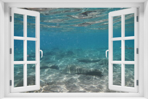 Fototapeta Naklejka Na Ścianę Okno 3D - Die Unterwasserwelt bei Özdere, Türkei