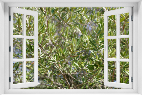 Fototapeta Naklejka Na Ścianę Okno 3D - Gros plan d'un olivier
