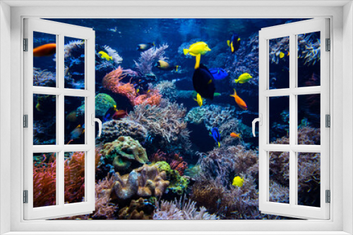 Fototapeta Naklejka Na Ścianę Okno 3D - Underwater view of the coral reef