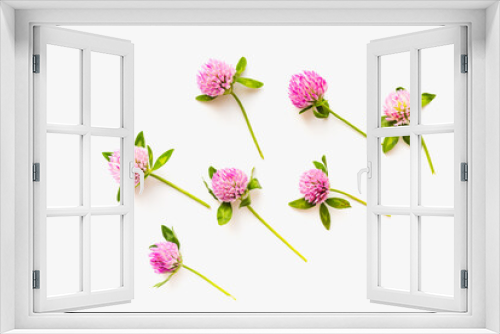 Fototapeta Naklejka Na Ścianę Okno 3D - Blooming clover on a white background. Clover flowers. Medicinal plants. 