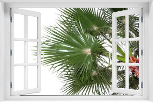 Fototapeta Naklejka Na Ścianę Okno 3D - Palm