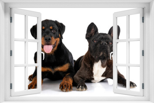 Fototapeta Naklejka Na Ścianę Okno 3D - french bulldog and puppy rottweiler