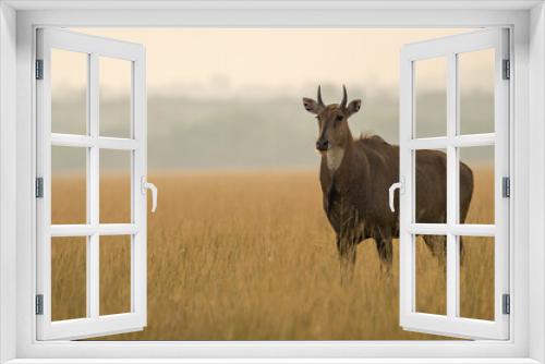 Fototapeta Naklejka Na Ścianę Okno 3D - Adult male nilgai or blue bull or Boselaphus tragocamelus a Largest Asian antelope side profile in open field or grassland in golden hour light at forest of central india