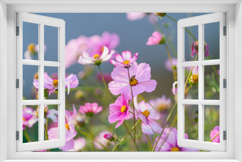 Fototapeta Naklejka Na Ścianę Okno 3D - cosmos flowers