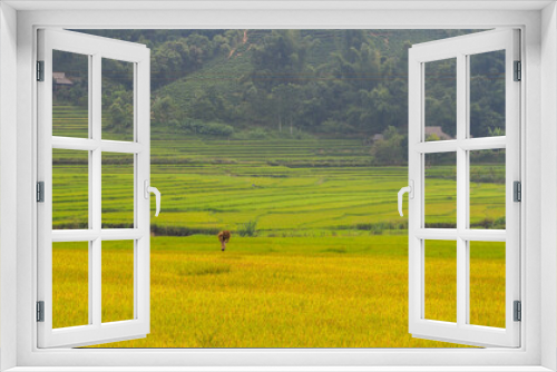 Fototapeta Naklejka Na Ścianę Okno 3D - Terraced rice field in Sapa, Vietnam