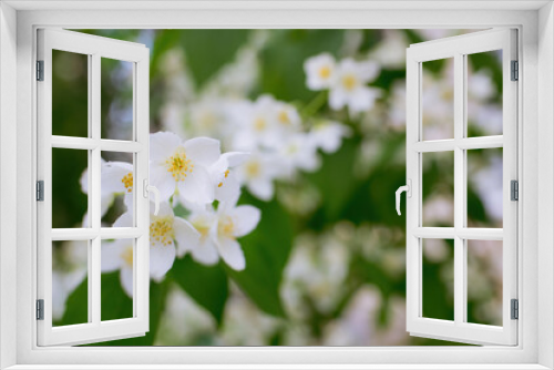 Fototapeta Naklejka Na Ścianę Okno 3D - Twig with white jasmine flower in spring