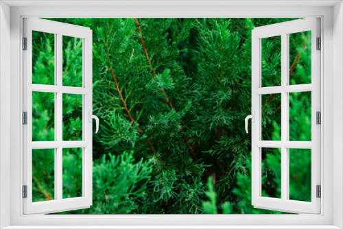Fototapeta Naklejka Na Ścianę Okno 3D - Coniferous branches. Spruce branch of conifers. Spruce branches and the sun behind the trees.
texture
