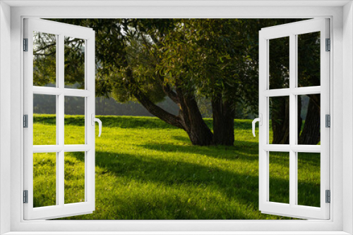 Fototapeta Naklejka Na Ścianę Okno 3D - Sunlight and shadows from a tree in a green clearing in the early morning.