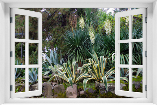 Fototapeta Naklejka Na Ścianę Okno 3D - Large American agave and flowering yucca in a flowerbed on a sunny day, surrounded by stones and other greenery. Landscape design.