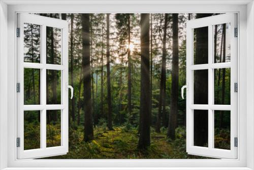 Fototapeta Naklejka Na Ścianę Okno 3D - Sonne im Wald, Waldstimmung, Sonne, Waldweg
